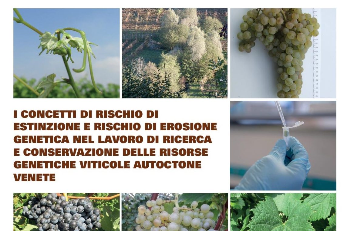 I concetti di estinzione e rischio e di erosione genetica nel lavoro di ricerca e conservazione delle risorse genetiche viticole autoctone venete