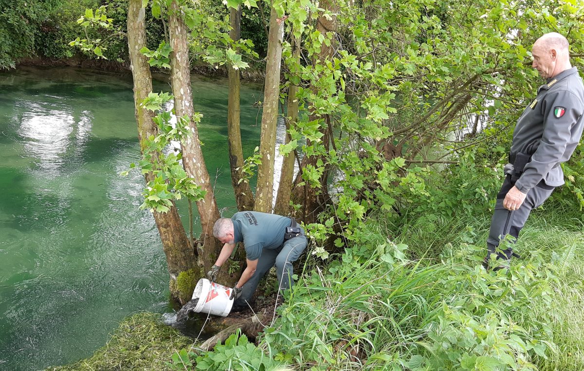 RIPOPOLAMENTO ITTICO, BUONE NOTIZIE PER LA BIODIVERSITÀ DEI TORRENTI DELLA PROVINCIA DI VERONA