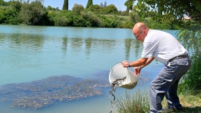 OBBLIGHI ITTIOGENICI IMMISSIONI DI ANGUILLA EUROPEA