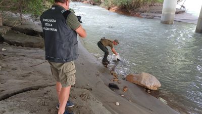 CONTINUANO LE IMMISSIONI DI TROTA FARIO STERILE