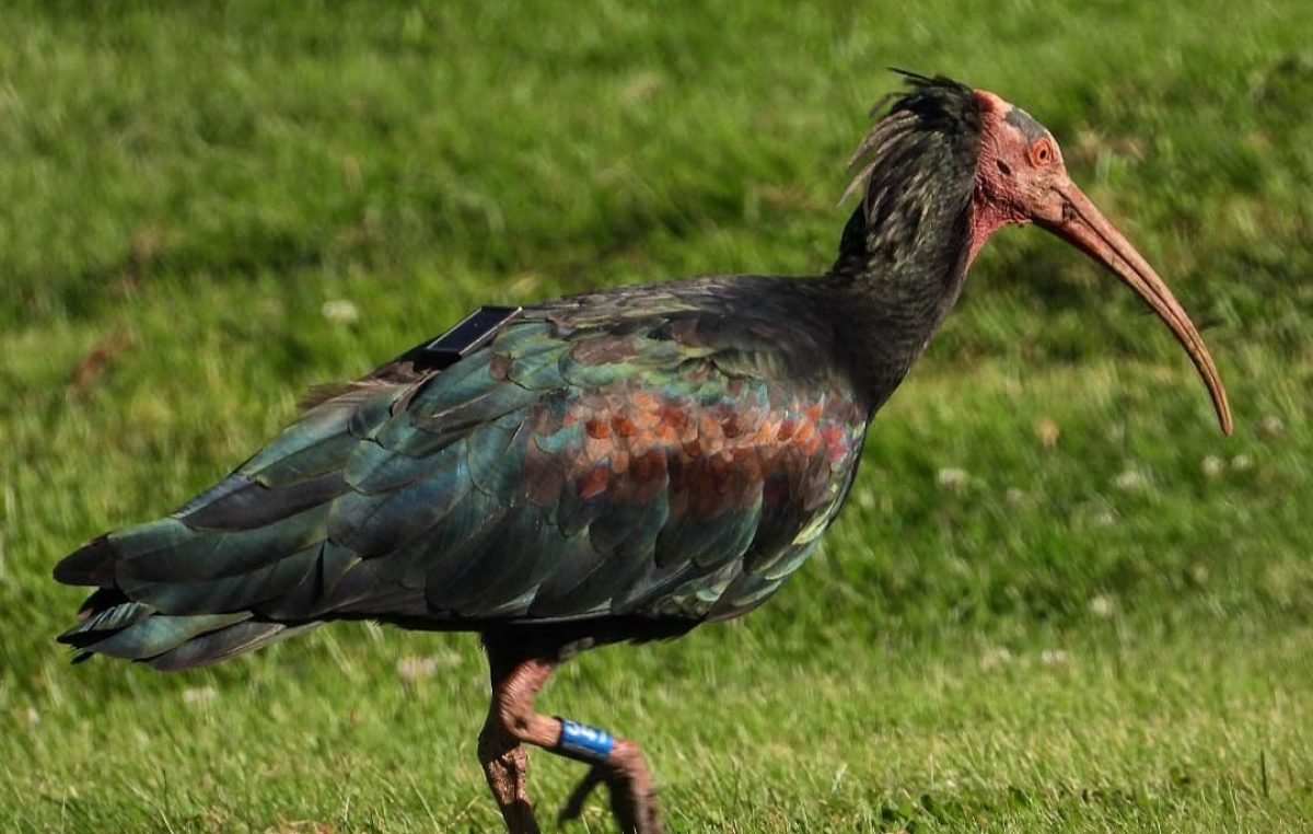 DUE ESEMPLARI DI IBIS EREMITA AVVISTATI IN CANSIGLIO