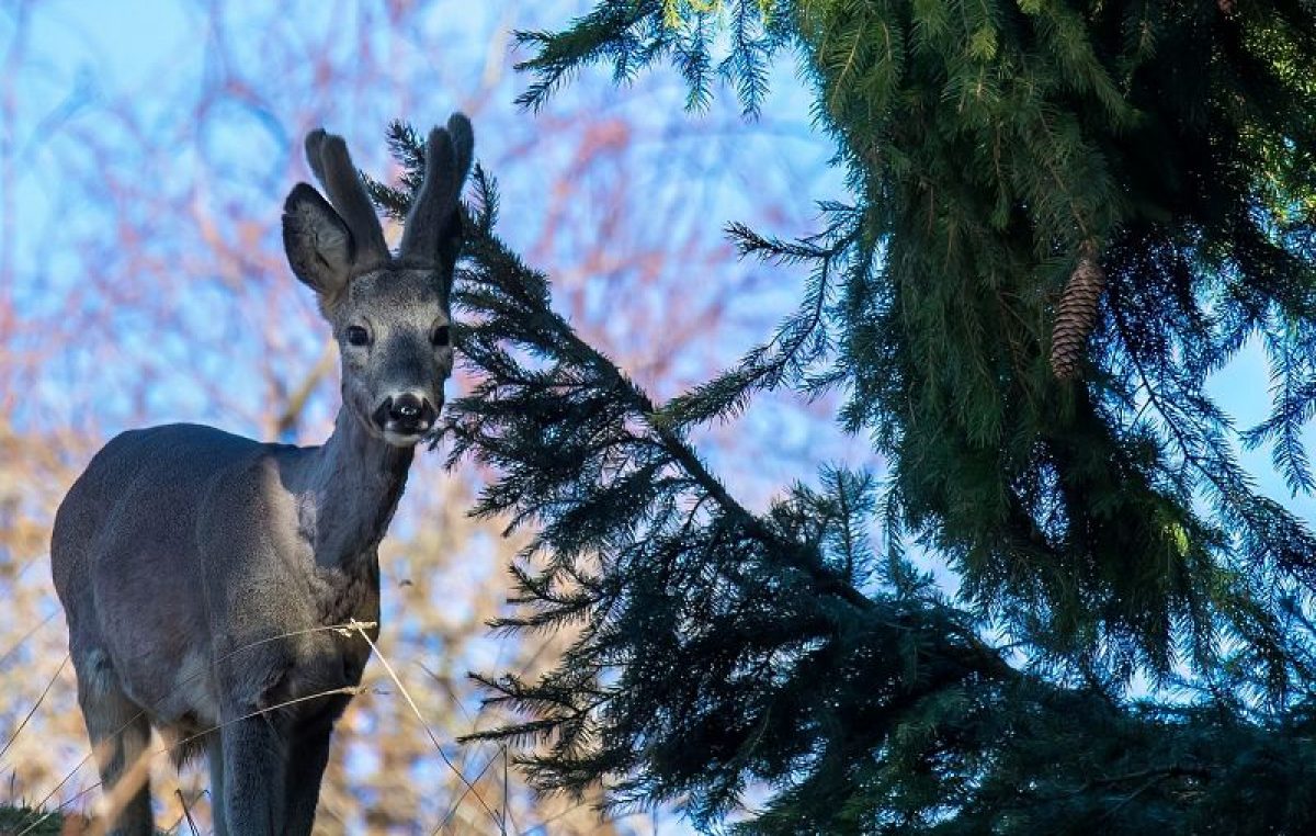 TECNICHE DI OSSERVAZIONE DELLA FAUNA IN CANSIGLIO