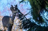 TECNICHE DI OSSERVAZIONE DELLA FAUNA IN CANSIGLIO