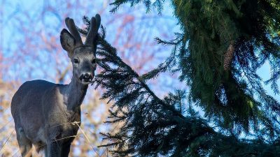 TECNICHE DI OSSERVAZIONE DELLA FAUNA IN CANSIGLIO